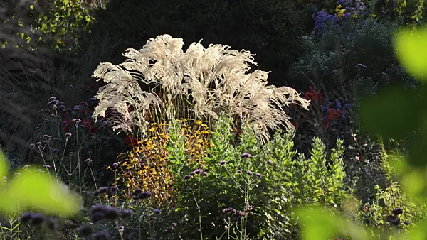 501048 - Chinese silver grass (Miscanthus sinensis 'Flamingo')