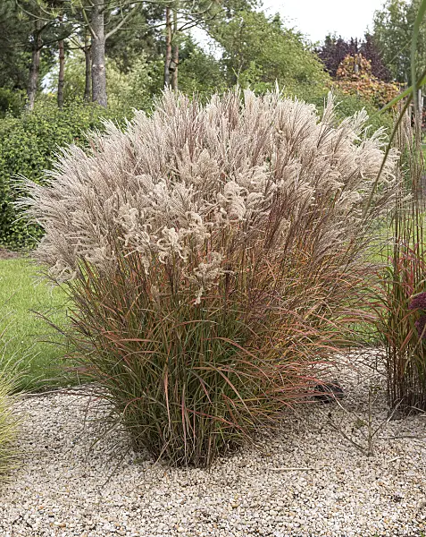 616426 - Chinese silver grass (Miscanthus sinensis 'Flammenmeer')