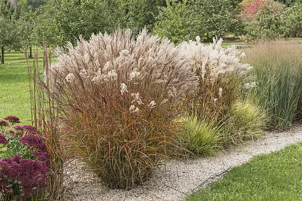 616427 - Chinese silver grass (Miscanthus sinensis 'Flammenmeer')