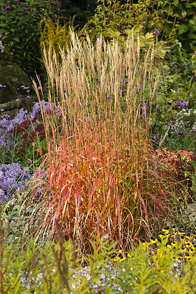 477048 - Chinese silver grass (Miscanthus sinensis 'Ghana')