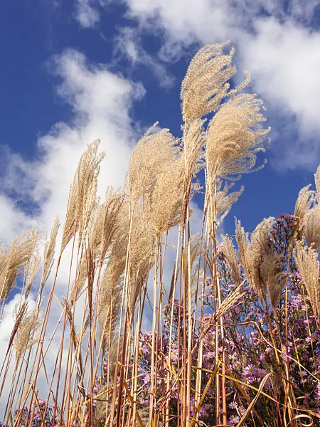 406021 - Chinese silver grass (Miscanthus sinensis 'Giraffe')