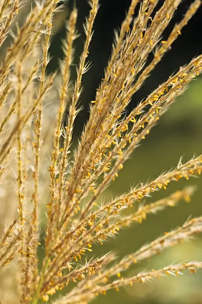 394002 - Chinese silver grass (Miscanthus sinensis 'Goldschopf')
