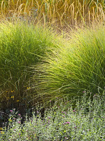 418075 - Chinese silver grass (Miscanthus sinensis 'Gracillimus')