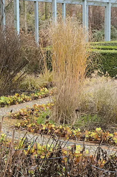 527058 - Chinese silver grass (Miscanthus sinensis 'Gracillimus')