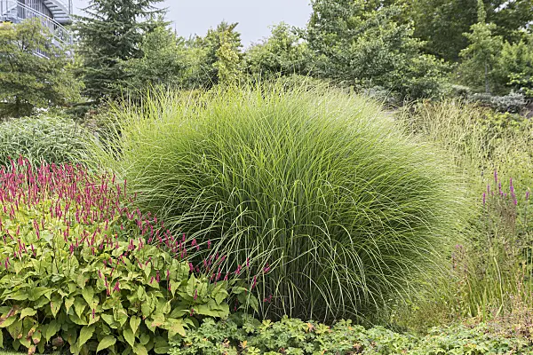 651385 - Chinese silver grass (Miscanthus sinensis 'Gracillimus')