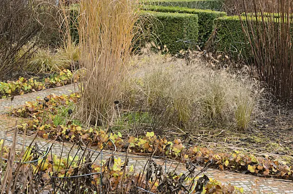 527057 - Chinese silver grass (Miscanthus sinensis 'Gracillimus') and dwarf fountain grass (Pennisetum alopecuroides)