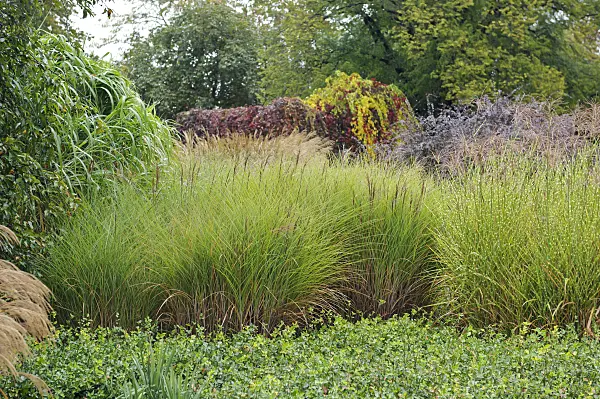 517110 - Chinese silver grass (Miscanthus sinensis 'Gracillimus' and Miscanthus sinensis 'Strictus')