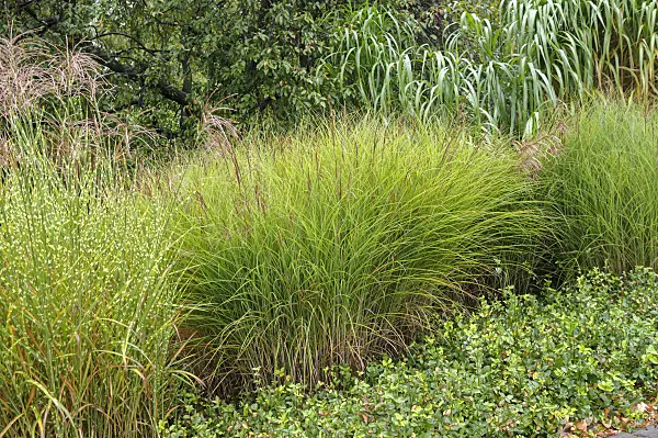 517457 - Chinese silver grass (Miscanthus sinensis 'Gracillimus' and Miscanthus sinensis 'Strictus')