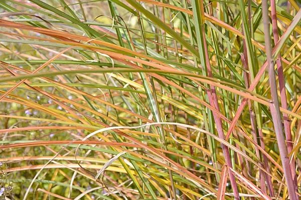 548119 - Chinese silver grass (Miscanthus sinensis 'Graziella')