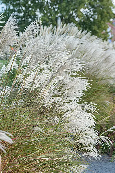 664267 - Chinese silver grass (Miscanthus sinensis 'Graziella')