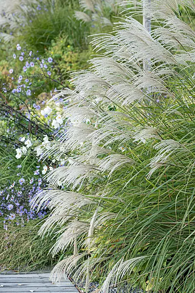 664268 - Chinese silver grass (Miscanthus sinensis 'Graziella')