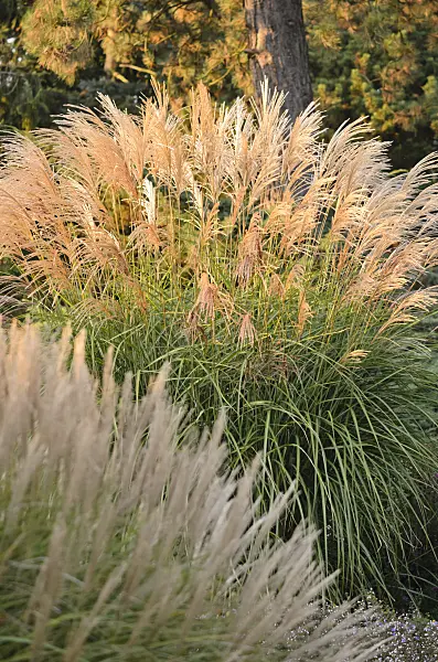 537027 - Chinese silver grass (Miscanthus sinensis 'Große Fontäne')
