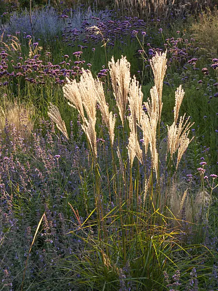 405068 - Chinese silver grass (Miscanthus sinensis) in a flowering perennial garden