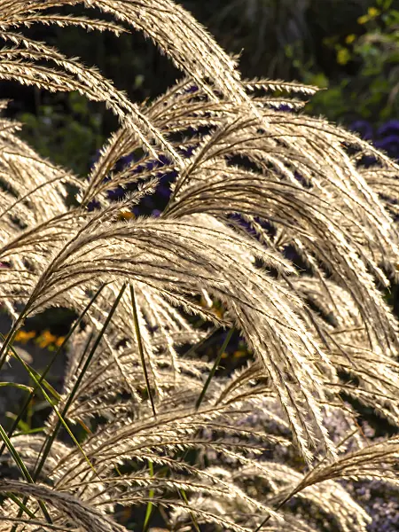 430132 - Chinese silver grass (Miscanthus sinensis 'Kaskade')