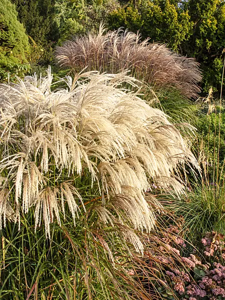 464101 - Chinese silver grass (Miscanthus sinensis 'Kaskade')