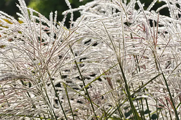 488031 - Chinese silver grass (Miscanthus sinensis 'Kaskade')