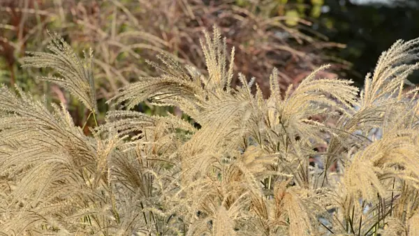 500011 - Chinese silver grass (Miscanthus sinensis 'Kaskade')