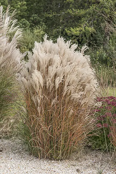 616428 - Chinese silver grass (Miscanthus sinensis 'Kleine Fontäne')