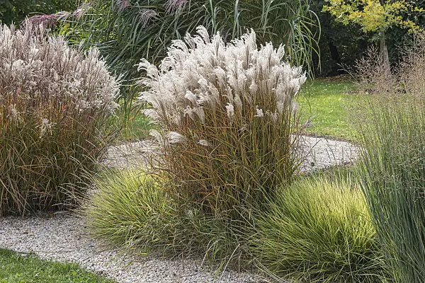 616429 - Chinese silver grass (Miscanthus sinensis 'Kleine Fontäne')