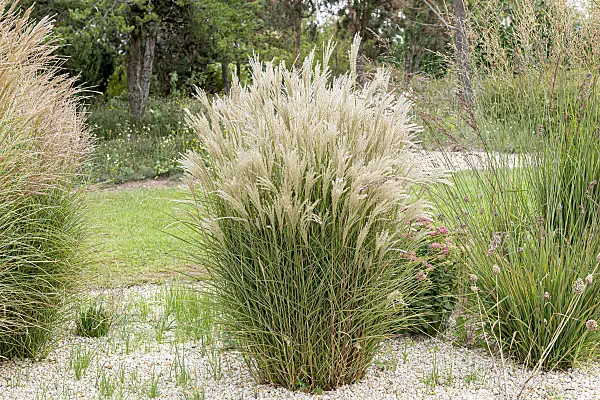 651386 - Chinese silver grass (Miscanthus sinensis 'Kleine Fontäne')