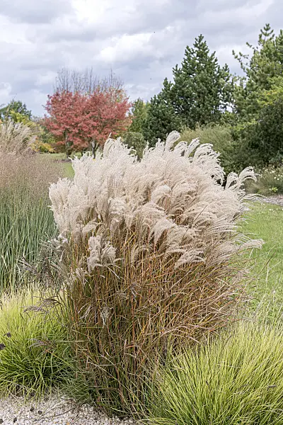 651387 - Chinese silver grass (Miscanthus sinensis 'Kleine Fontäne')