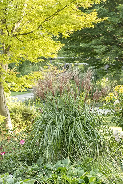 651388 - Chinese silver grass (Miscanthus sinensis 'Malepartus')