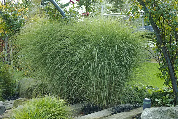 535413 - Chinese silver grass (Miscanthus sinensis 'Morning Light')