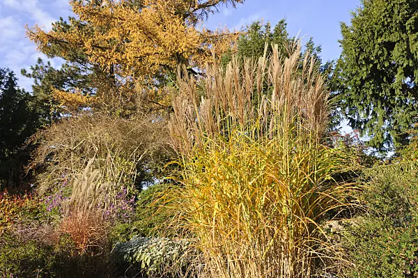 478025 - Chinese silver grass (Miscanthus sinensis 'Pünktchen')