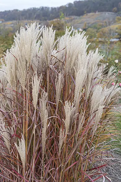 638169 - Chinese silver grass (Miscanthus sinensis 'Roter Pfeil')