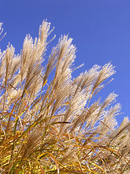 431038 - Chinese silver grass (Miscanthus sinensis 'Silberfeder')