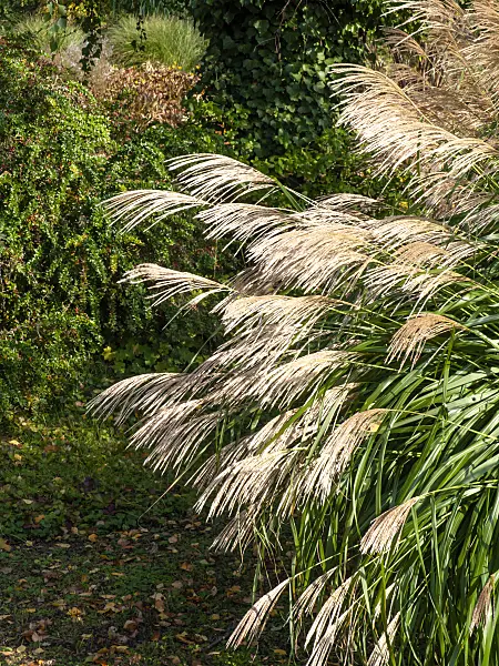 465114 - Chinese silver grass (Miscanthus sinensis 'Silberfeder')