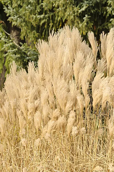 467041 - Chinese silver grass (Miscanthus sinensis 'Silberfeder')