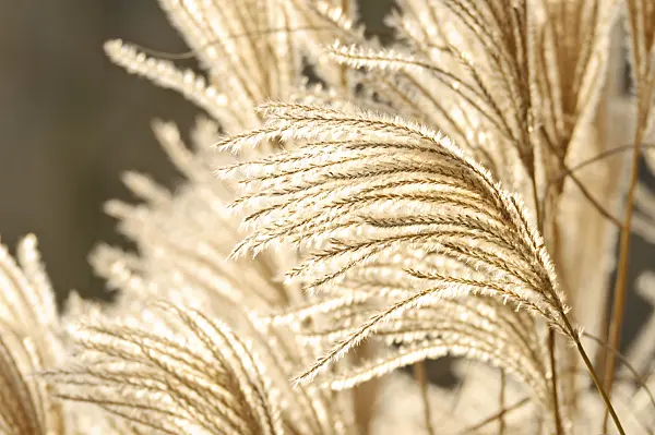467042 - Chinese silver grass (Miscanthus sinensis 'Silberfeder')