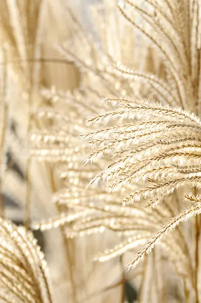 467043 - Chinese silver grass (Miscanthus sinensis 'Silberfeder')