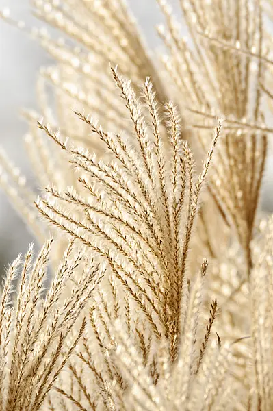 467044 - Chinese silver grass (Miscanthus sinensis 'Silberfeder')