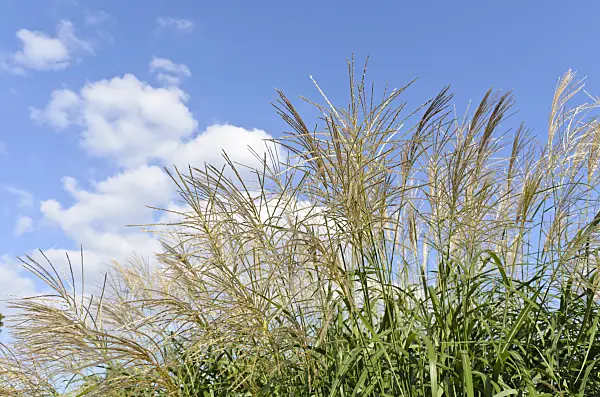499162 - Chinese silver grass (Miscanthus sinensis 'Silberfeder')