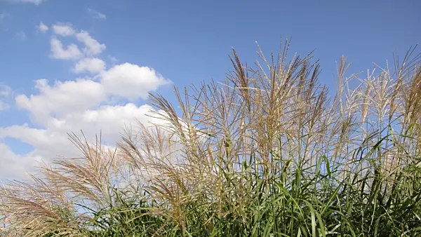 499177 - Chinese silver grass (Miscanthus sinensis 'Silberfeder')