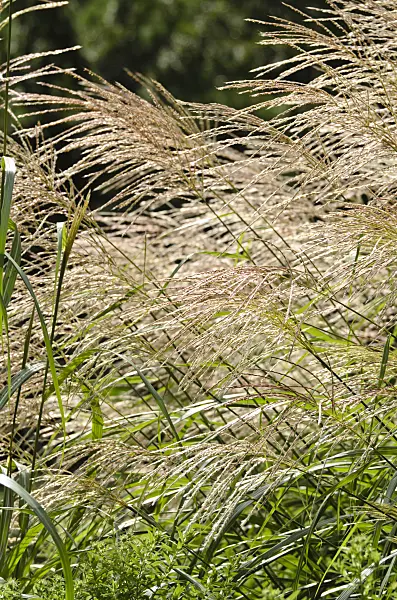 500027 - Chinese silver grass (Miscanthus sinensis 'Silberfeder')
