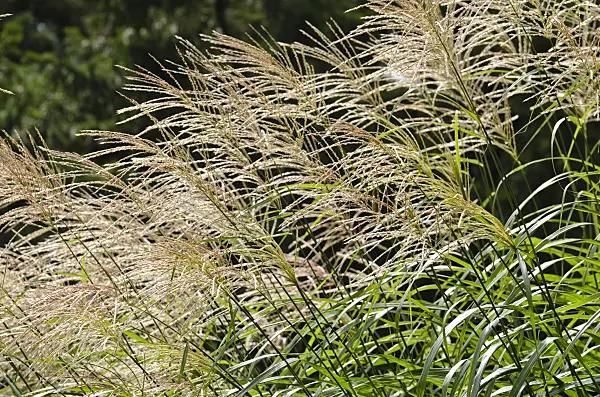 500028 - Chinese silver grass (Miscanthus sinensis 'Silberfeder')