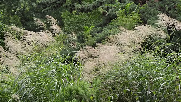 500044 - Chinese silver grass (Miscanthus sinensis 'Silberfeder')