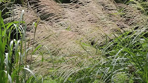 500045 - Chinese silver grass (Miscanthus sinensis 'Silberfeder')