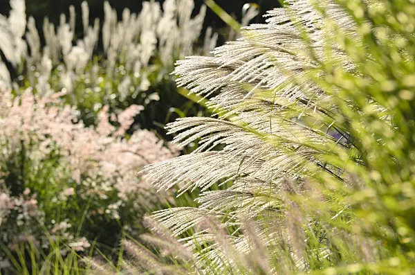 500105 - Chinese silver grass (Miscanthus sinensis 'Silberfeder')