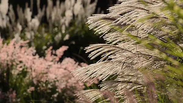 500117 - Chinese silver grass (Miscanthus sinensis 'Silberfeder')