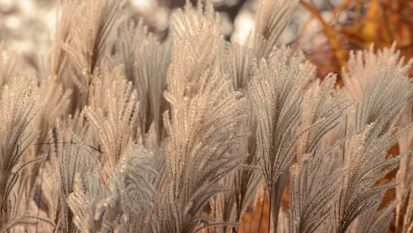 502056 - Chinese silver grass (Miscanthus sinensis 'Silberfeder')