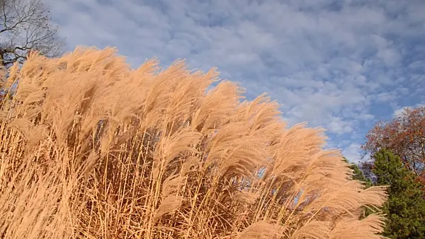 502072 - Chinese silver grass (Miscanthus sinensis 'Silberfeder')