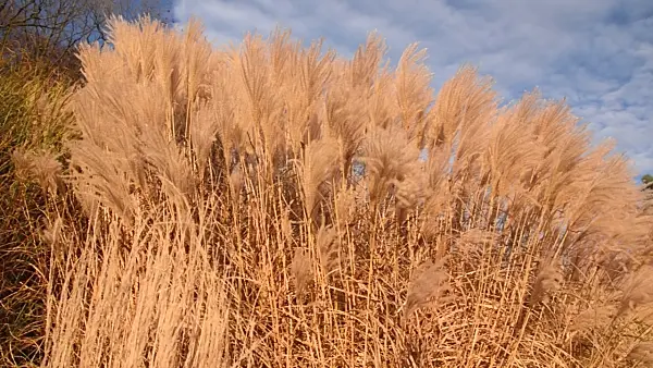 502073 - Chinese silver grass (Miscanthus sinensis 'Silberfeder')