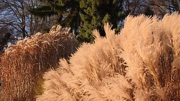 502074 - Chinese silver grass (Miscanthus sinensis 'Silberfeder')