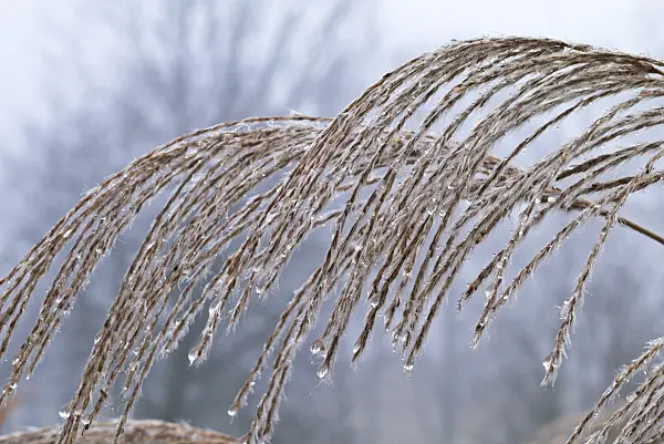 552005 - Chinese silver grass (Miscanthus sinensis 'Silberfeder')