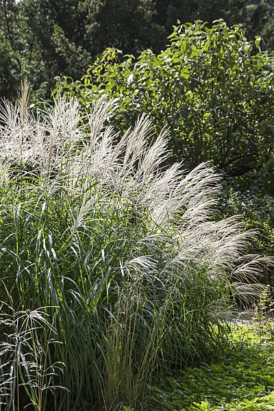651391 - Chinese silver grass (Miscanthus sinensis 'Silberfeder')