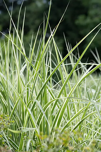 664269 - Chinese silver grass (Miscanthus sinensis 'Silberpfeil')